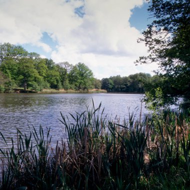 Cannop Ponds, Gloucestershire, Dean Ormanı, İngiltere, İngiltere, Avrupa