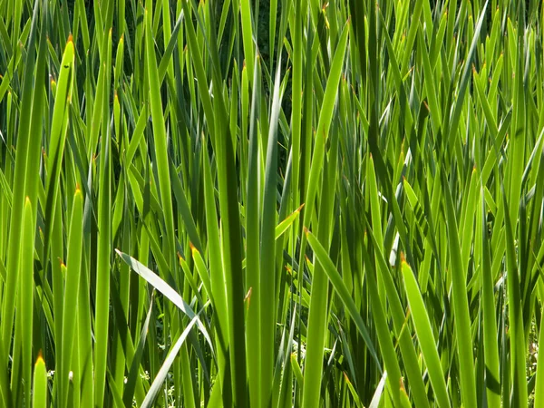 Levendig Groen Water Iris Schiet Patroon — Stockfoto