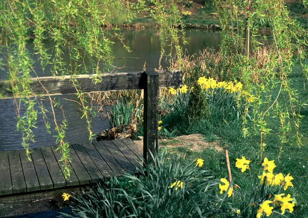 Spring Daffodils Samping Sungai Taman Dan Jembatan — Stok Foto