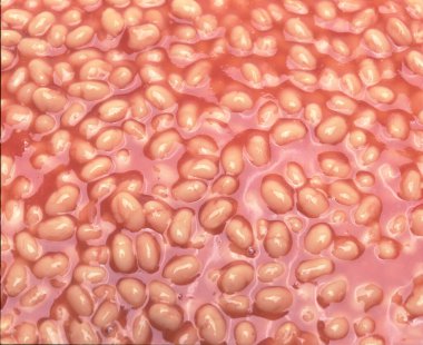 Fırınlanmış fasulye tam çerçeve arkaplan dokusu kapat