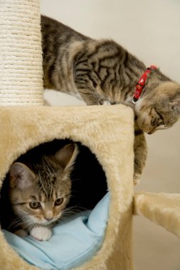 # Şakacı kedicikler yontulmuş direkte