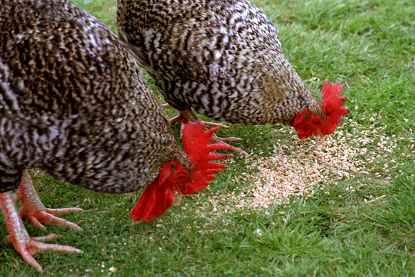 Two Hens Feeding Grass — Stock Photo, Image