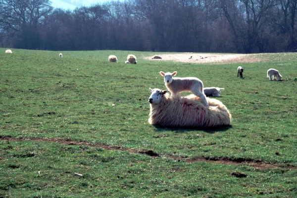 Lamm Baksidan Tacka — Stockfoto