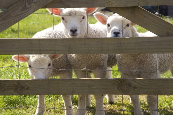 好奇的羊羔穿过田野的大门 — 图库照片