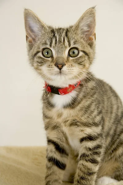 Cute Wided Eyed Kitten Looking Camera — Stock Photo, Image