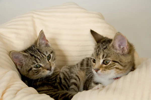 Two Cute Young Kittens Bed White Background — Stock Photo, Image