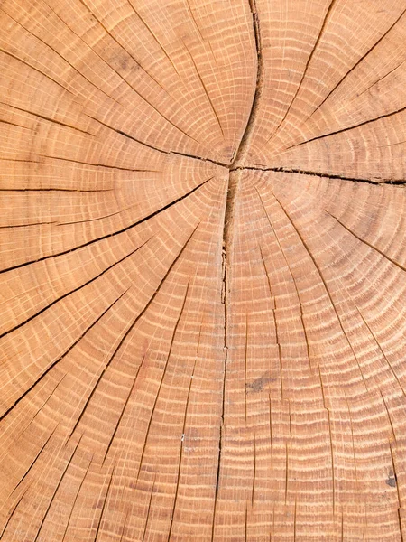 Full frame log end wood grain