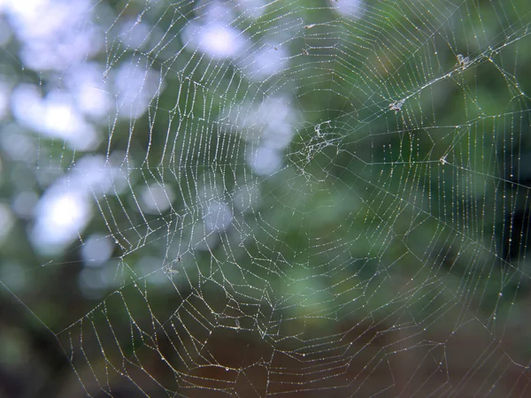 Ein Leeres Netz Bedeckt Mit Winzigen Tautröpfchen — Stockfoto