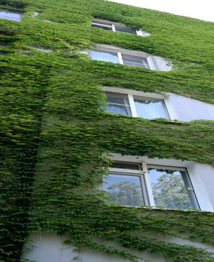 Bina yabani üzümlerle kaplanmış.