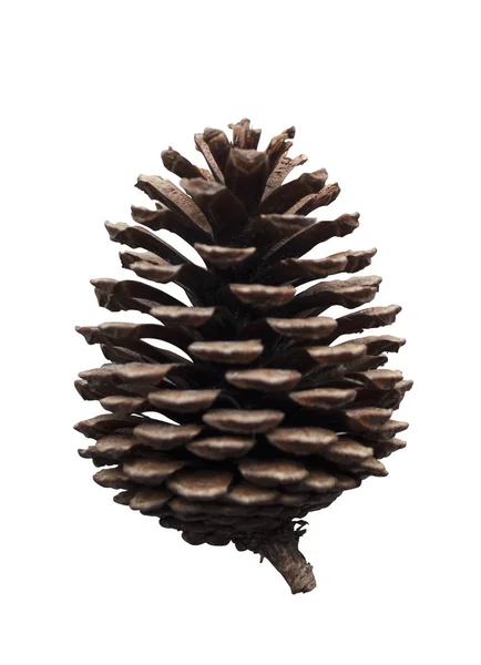 Noel ağacı Noel ananas