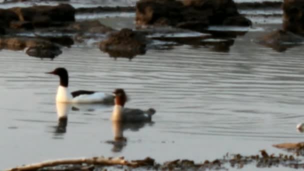 Laki Laki Dan Perempuan Merganser Umum Berenang Dekat Pantai Cayuga — Stok Video