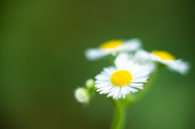 Çayırda makro fotoğrafçılıkta çiçek