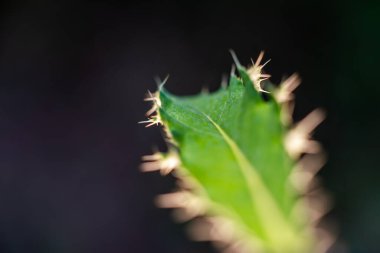 Makro fotoğrafçılıkta yaprak
