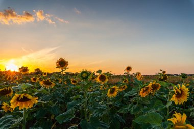Batan güneşin ışığında ayçiçeği tarlası