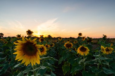 Batan güneşin ışığında ayçiçeği tarlası