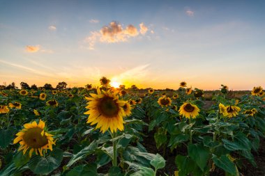 Batan güneşin ışığında ayçiçeği tarlası