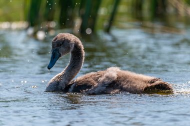 Genç kuğular oynaşırken ve tüyleriyle ilgilenirken