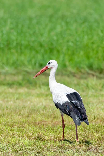 Une Cigogne Marchant Sur Une Prairie Fraîchement Fauchée — Photo