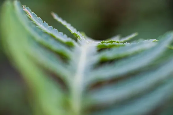 Hoja Macrofotografía —  Fotos de Stock