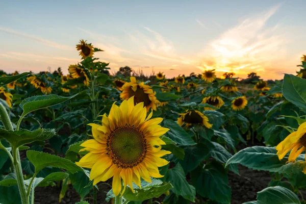 Sonnenblumenfeld Licht Der Untergehenden Sonne — Stockfoto