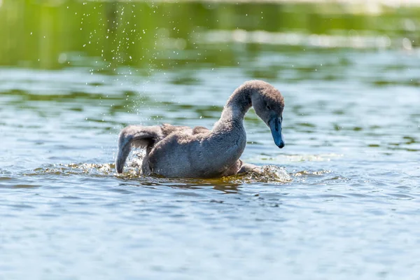 Cisnes Jóvenes Mientras Juegan Cuidan Plumaje — Foto de Stock