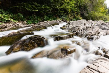 Sine Wiry Doğa rezervi Bieszczady Dağlarında