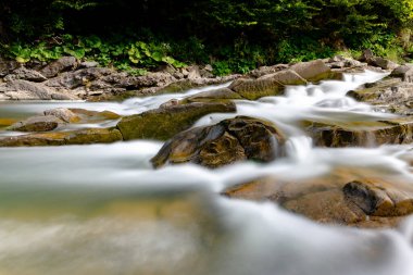 Sine Wiry Doğa rezervi Bieszczady Dağlarında