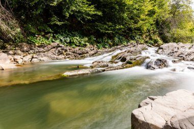 Sine Wiry Doğa rezervi Bieszczady Dağlarında