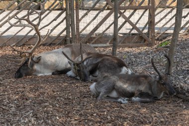 Pairi Daiza 'da güneşin altında uyuyan ren geyikleri.