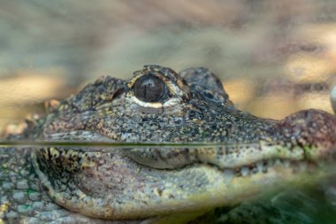 Hizalayıcı suda donuyor.