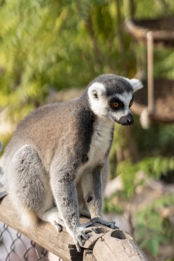 Güzel bir halka kuyruklu lemurun portresi