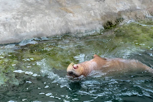 Riesiges Walross Schwimmt Wasser — Stockfoto