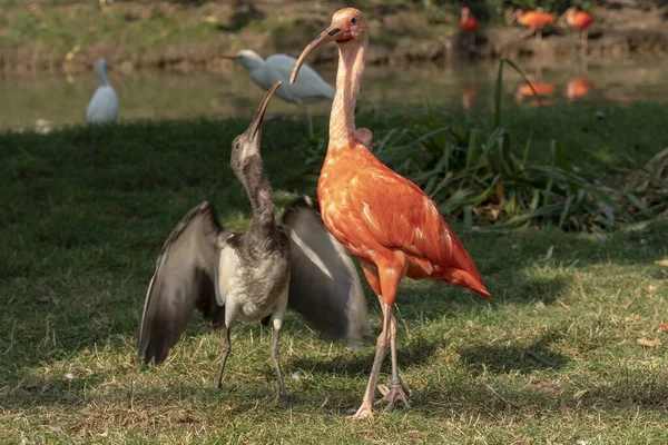 Scarlet Ibis Walking Enjoying Sun — Stock Photo, Image