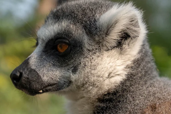 Portrét Krásného Lemura Kroužkovým Ocasem — Stock fotografie