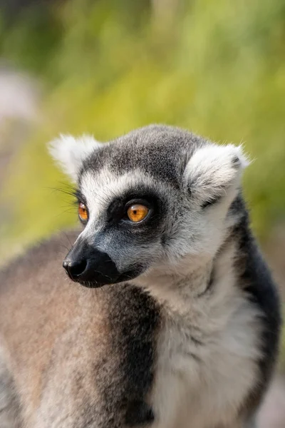 Portrait Beautiful Ring Tailed Lemur — Stock Photo, Image