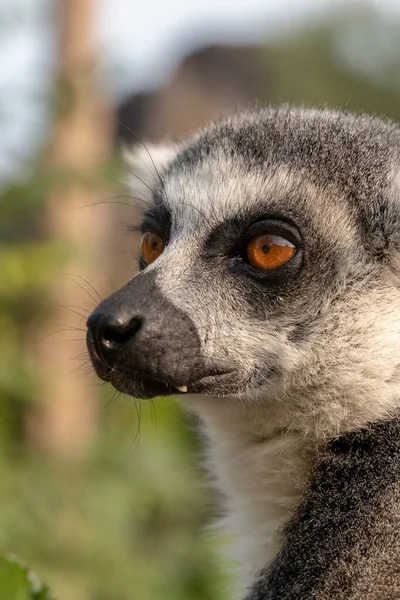 Porträtt Vacker Ringsvansad Lemur — Stockfoto