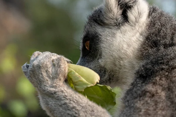 Portrét Krásného Lemura Kroužkovým Ocasem — Stock fotografie