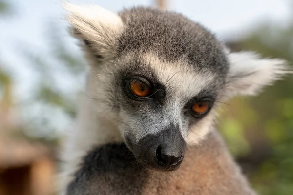 Güzel Bir Halka Kuyruklu Lemurun Portresi — Stok fotoğraf