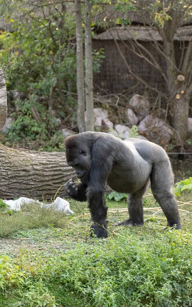 Enorme Gorila Macho Andando Grama — Fotografia de Stock