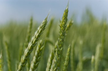 Genç yeşil buğday başakları gün batımında tarlada. Güneşli yaz gününde yeni hasat buğdayı. Tarım kavramı.