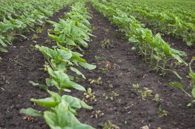 Mısır ekilmiş yatak. Yeni mahsul mevsimi Genç mısır