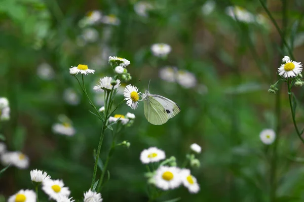 Schmetterling Sitzt Auf Einer Gänseblümchenblume Kamille Feld Dunkelgrünen Hintergrund — Stockfoto