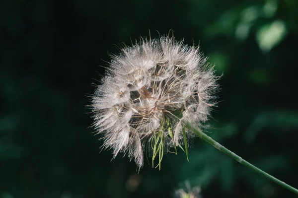 Dandelion Flower Close Sun Ray — Stock Photo, Image