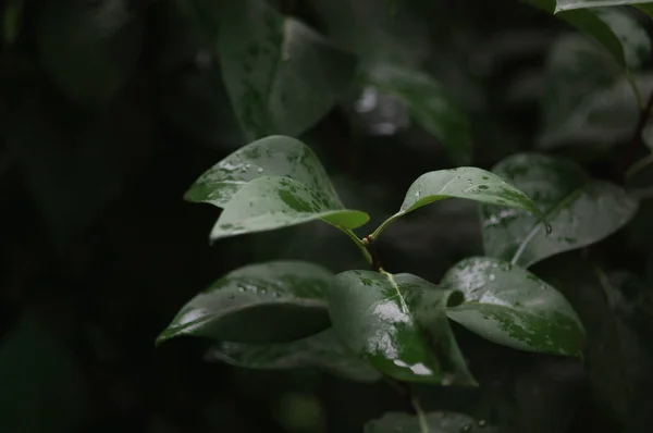 Tropical Leaves Drops Black Background Close — Stock Photo, Image