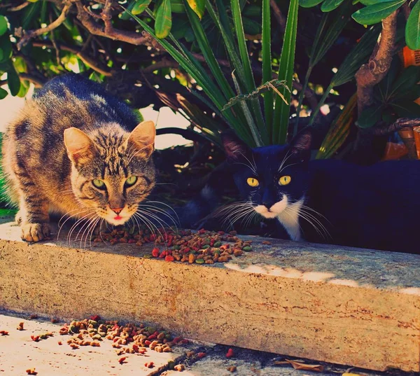 Två Vilda Övergivna Katter Gatan — Stockfoto