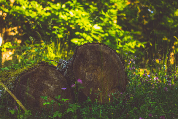beautiful natural background with wood and flowers concept of relax and nature