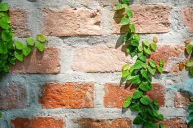 Doğa yeşil yaprakları doku arka plan ile kahverengi eski taş duvar alanı Kopyala.