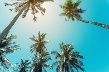 Gün batımında güneş ışığı alan tropikal palmiye ağaçlarının gölgelerini kopyala ve soyut bir zemin oluştur. Yaz tatili ve doğa yolculuğu macera konsepti. Klasik ton filtre efekti renk biçimi.