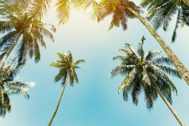 Alan güneş ışığı mavi gökyüzü ve bulut beyaz arka plan ile tropikal palmiye ağacının kopyalayın. Yaz tatili ve doğa macera kavramı seyahat. Vintage sesi filtre efekti renk stili.