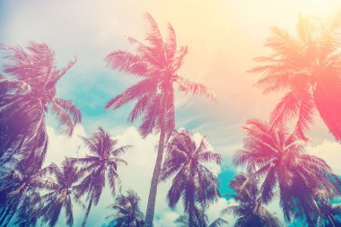 Gün batımında güneş ışığı alan tropikal palmiye ağaçlarının gölgelerini kopyala ve soyut bir zemin oluştur. Yaz tatili ve doğa yolculuğu macera konsepti. Klasik ton filtre efekti renk biçimi.